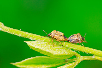 stinkbug on plant