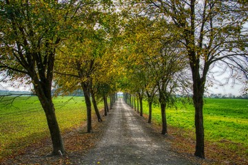 Naklejka premium Country lane