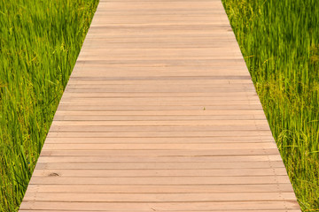 Fototapeta premium A wooden bridge in green rice field 