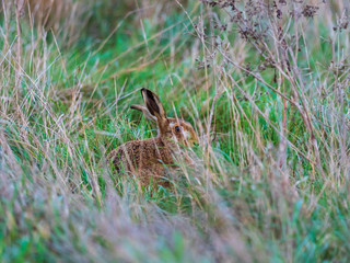 A European hare (Lepus europaeus) or brown hare hiding in long grass in a field