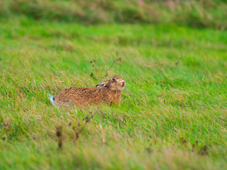 Naklejka na ściany i meble A European hare (Lepus europaeus) or brown hare hiding in long grass in a field