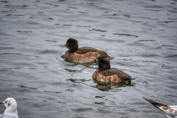 tufted ducks