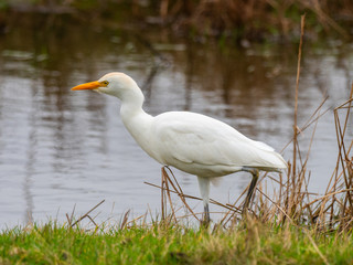 Cattle egret (Bubulcus ibis) ny Waters Edge
