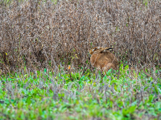 A European hare (Lepus europaeus) or brown hare hiding in long grass in a field