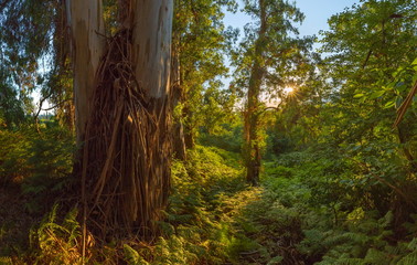 Eucalyptus jungle in the Western Caucasus. Eucalyptus wild forest with ferns. Sunny day in the eucalyptus forest.