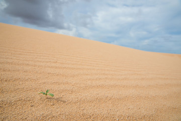 green plant grows in sand loneliness
