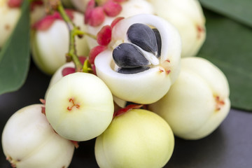 Star gooseberry or Pak-wan seed on black plate, Scientific is (Sauropus androgynus (L.) Merr.)