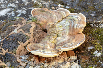 Turkey tail or Polypore mushroom, Scientific name is (Trametes versicolor (L.: Fr.) Que’l.)