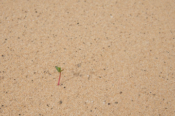  Plant Sprouting from a Sea of Sand

