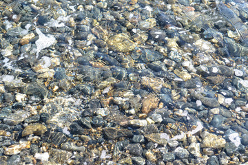 The Far East, the Sea of Japan, sea stones in the water, the seabed, shells, starfish.