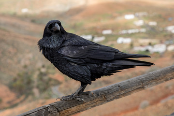 Raven close up, black Raven bird

