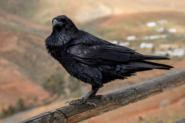 Raven close up, black Raven bird
