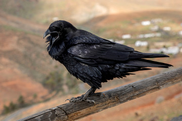 Fototapeta premium Raven close up, black Raven bird 