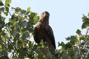 lesser spotted eagle
