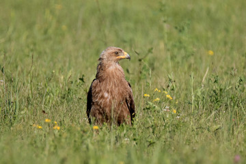 lesser spotted eagle