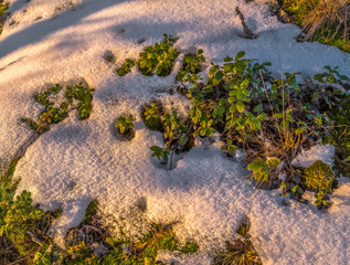 Winter lingonberries in the snow. Flora, plants in winter, hoarfrost, and frost. Large species of lingonberry, macro.