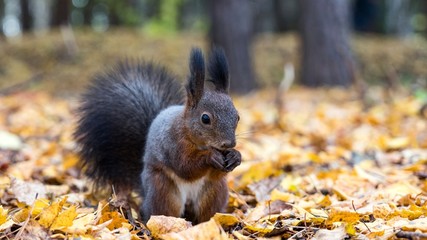 Close up Red squirrel eating nuts in the autumn forest
