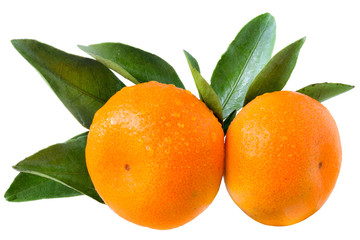 Two tangerine with leaves isolated