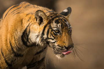 A male tiger cub on one of jungle trail in early morning at ranthambore tiger reserve, India