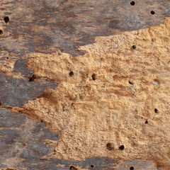 Wooden background with wood worm holes