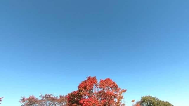 七色大カエデの紅葉（大峰高原）
