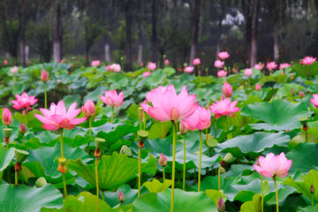 Lotus in the park