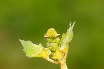 Cocklebur bud
