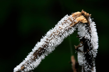 Fungi grow on the dry plant straw