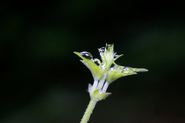 Humulus scandens