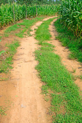 Obraz premium Roads and crops