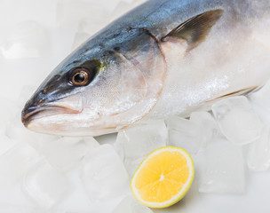 fresh raw tuna fish