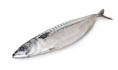 Fototapeta premium raw mackerel fish