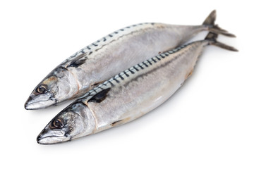 raw mackerel fish