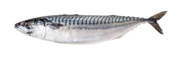 raw mackerel fish - obrazy, fototapety, plakaty