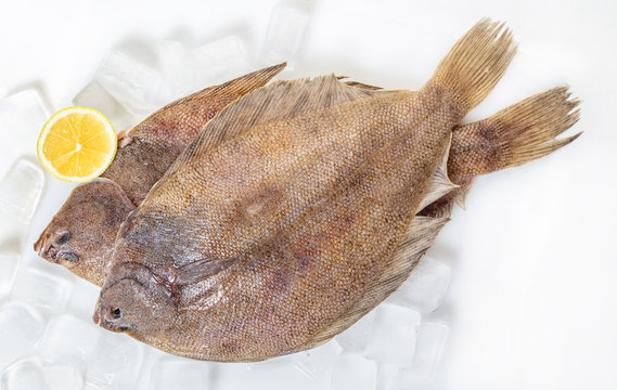 fresh raw flounder fish