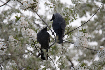 jackdaws on a tree