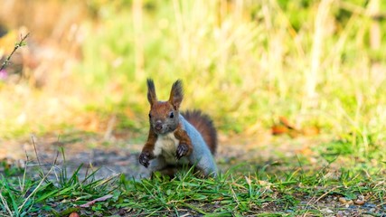 Running Red squirrel in the autumn forest, Tomsk.