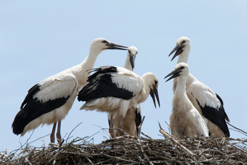 storks in the nest