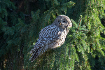 ural owl perched on tree branch