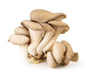 Oyster mushroom closeup isolated on a white.