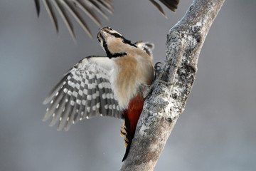 Female Great Spotted Woodpecker bird