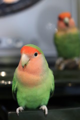 ラブバード・小桜インコ