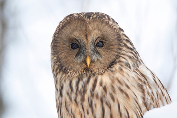 portrait of an owl