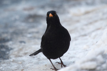 blackbird in snow