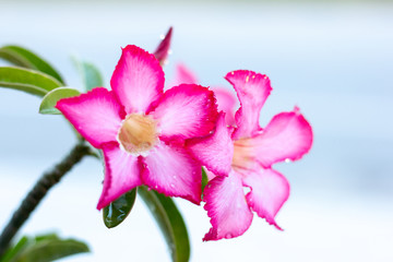 desert rose flower.