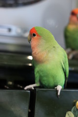 ラブバード・小桜インコ