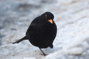 blackbird in snow