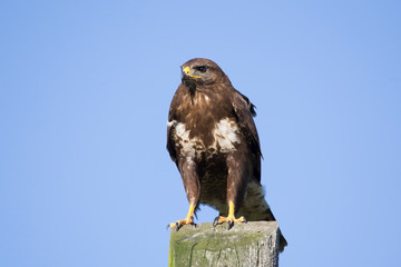 common buzzard