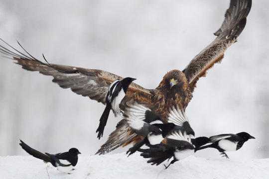 Golden Eagle with Magpies in snow landscape