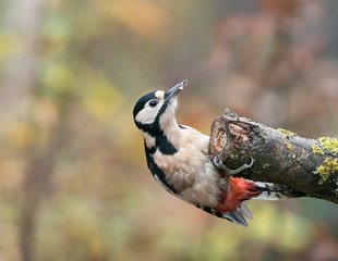Great Spotted Woodpecker Female